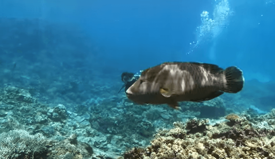 گردشگری استرالیا/ Great Barrier Reef...ایالت کوئینزلند/ صخره مرجانی  ( Coral reef in Queensland )