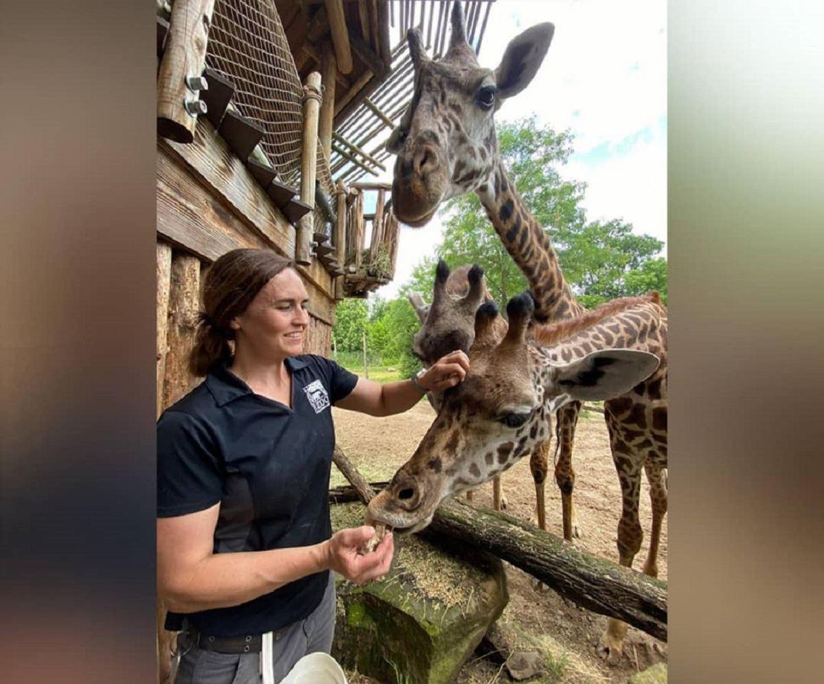 واکسینه شدن حیوانات یک باغ وحش در سینسیناتی آمریکا