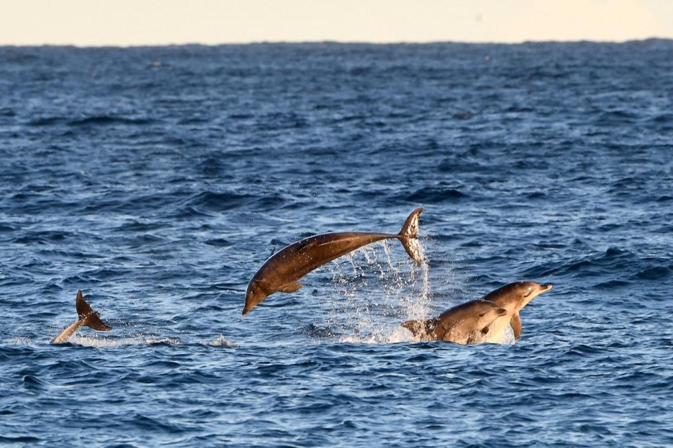 مرگ دلفین‌ها به دلیل قارچ‌ مرگبار ناشی از فعالیت بشر