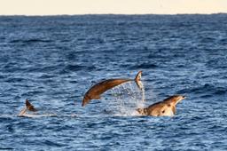 مرگ دلفین‌ها به دلیل قارچ‌ مرگبار ناشی از فعالیت بشر