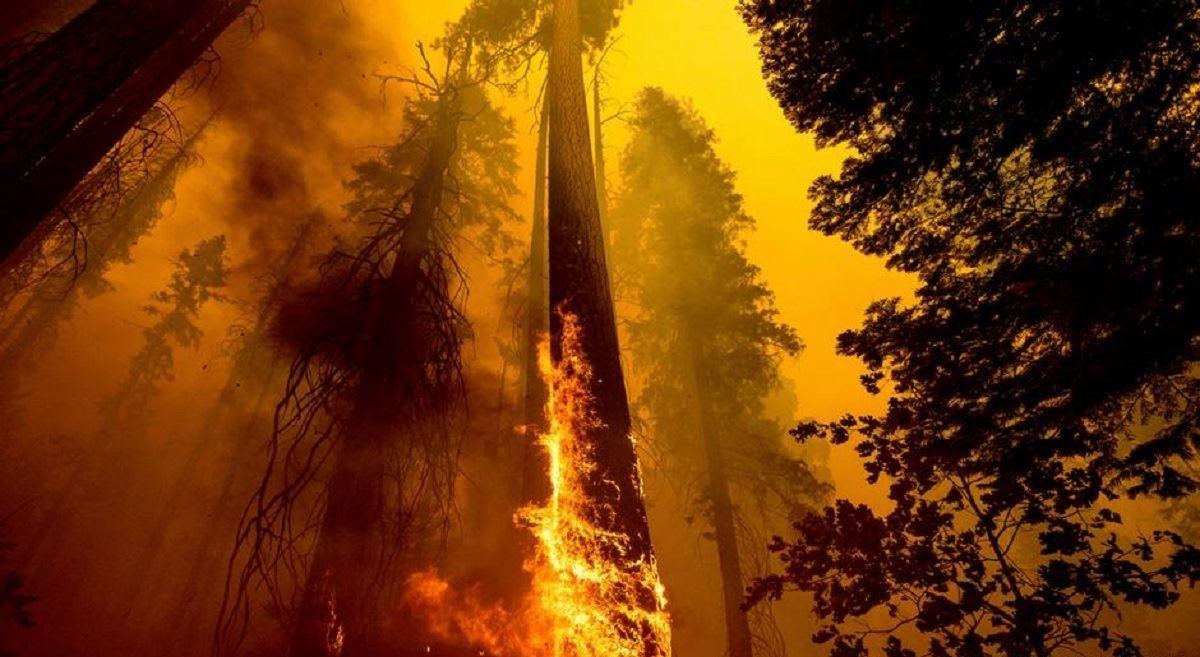 از بین رفتن بیش از 3 هزار درخت سکویا در آتش‌سوزی کالیفرنیا