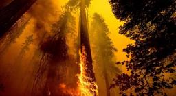 از بین رفتن بیش از 3 هزار درخت سکویا در آتش‌سوزی کالیفرنیا