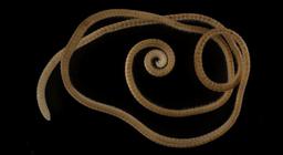 کشف هزارپایانی با بیش از هزارپا در استرالیا