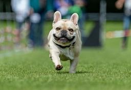 توصیه کارشناسان: از خرید سگ‌های بولداگ خودداری کنید