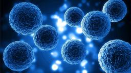 دانشمندان به پرورش ارگان‌های انسان در بدن حیوانات نزدیک شدند