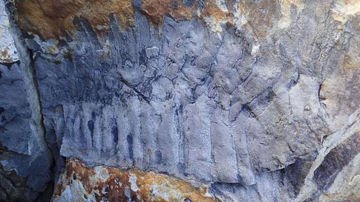 کشف فسیل یک هزارپا به اندازه یک خودرو در بریتانیا