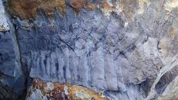 کشف فسیل یک هزارپا به اندازه یک خودرو در بریتانیا