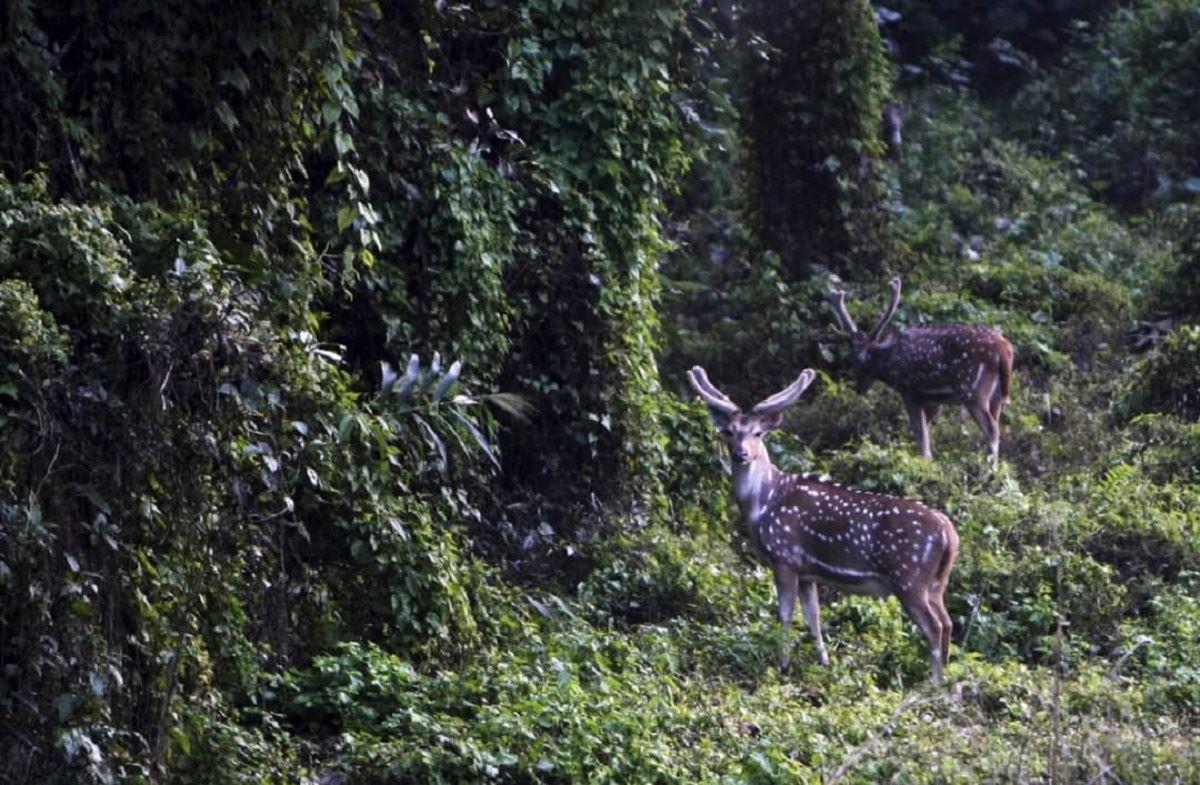 انتقال نوع جهش‌یافته ویروس کرونا از گوزن به انسال در کانادا