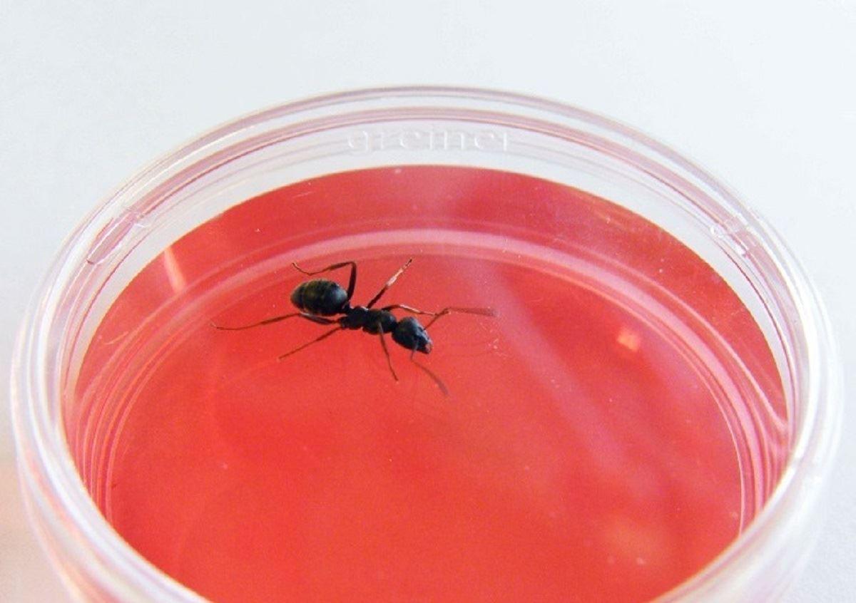 تشخیص سرطان با مورچه‌های آموزش‌دیده