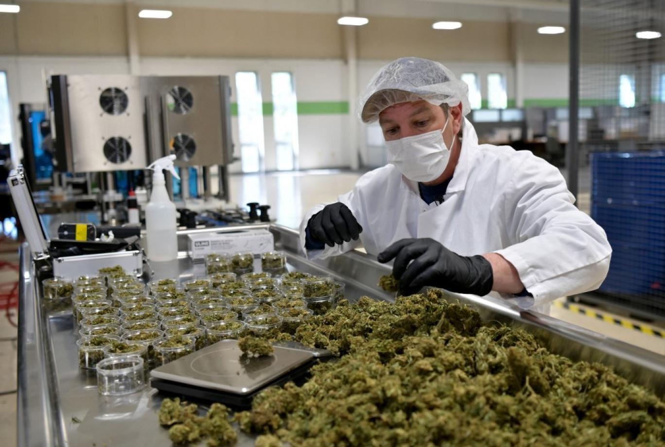 تاثیر منفی مصرف ماری‌جوانای پزشکی بر افسردگی