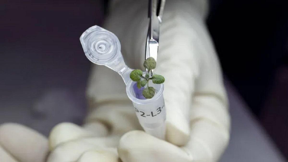  پرورش موفق گیاه در خاک ماه