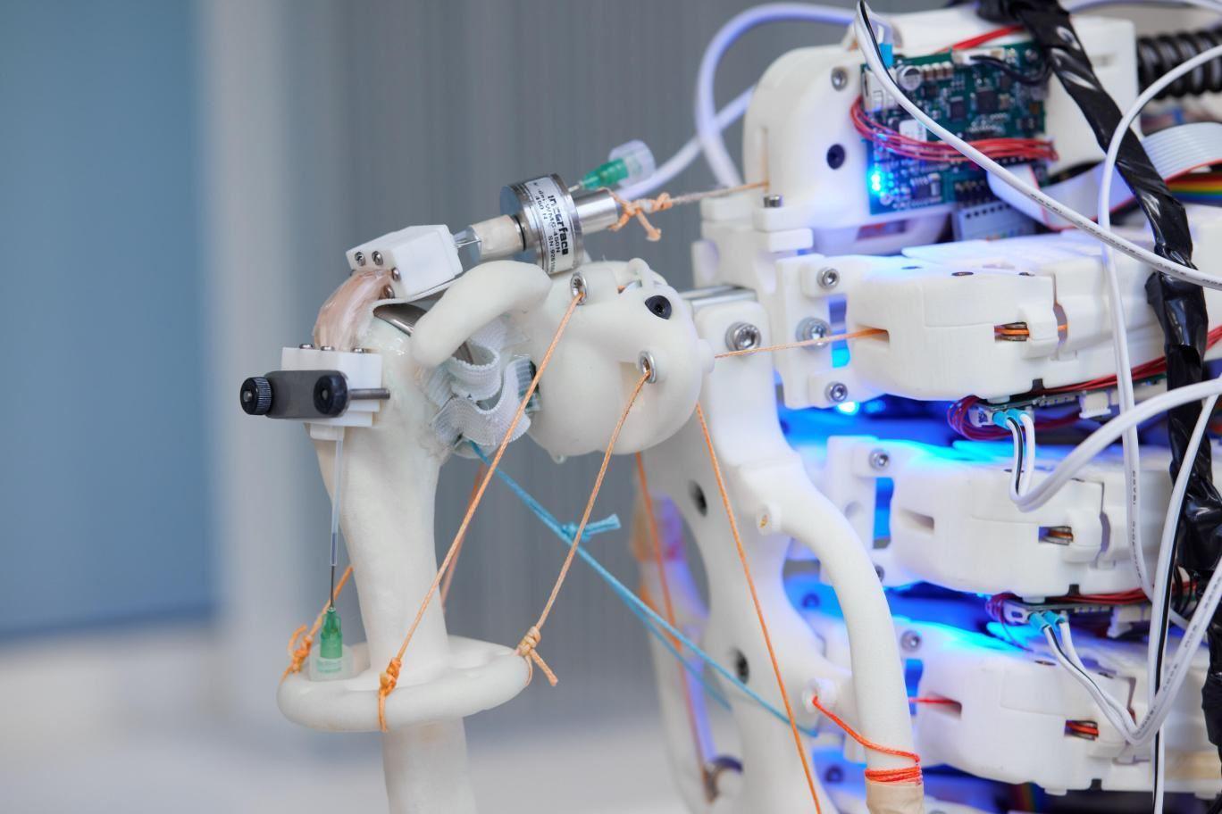 استفاده از ربات‌های انسان‌نما برای رشد بافت تاندون