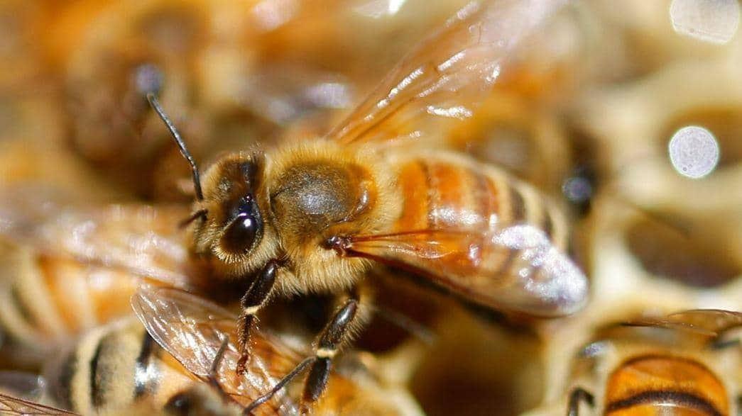 نفوذ ویروس کشنده به کلنی زنبورهای عسل در سراسر جهان