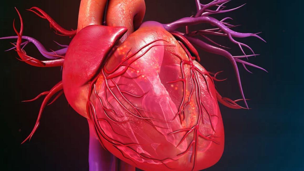 بازسازی سلول‌های قلب با روش درمانی mRNA