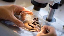 درخواست حشره‌شناس کانادایی برای دریافت پشه‌های مرده!