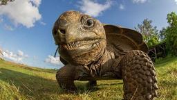 حیوانات خونسرد عمر طولانی‌تری نسبت به سایرین دارند