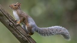 خوراندن داروی ضد بارداری به سنجاب‌های خاکستری در بریتانیا