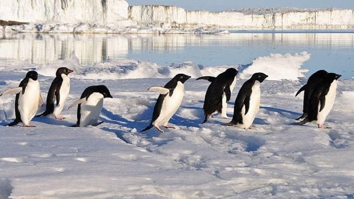 چرا پنگوئن‌ها پرواز نمی‌کنند؟