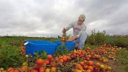 اندازه‌گیری ویتامین موجود در میوه و سیبزیجات با یک حسگر ارزان