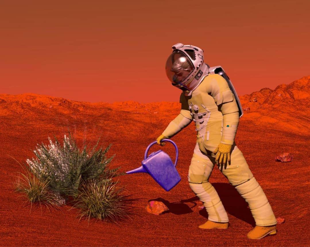 احتمال رشد دانه های یونجه در خاکی مشابه مریخ