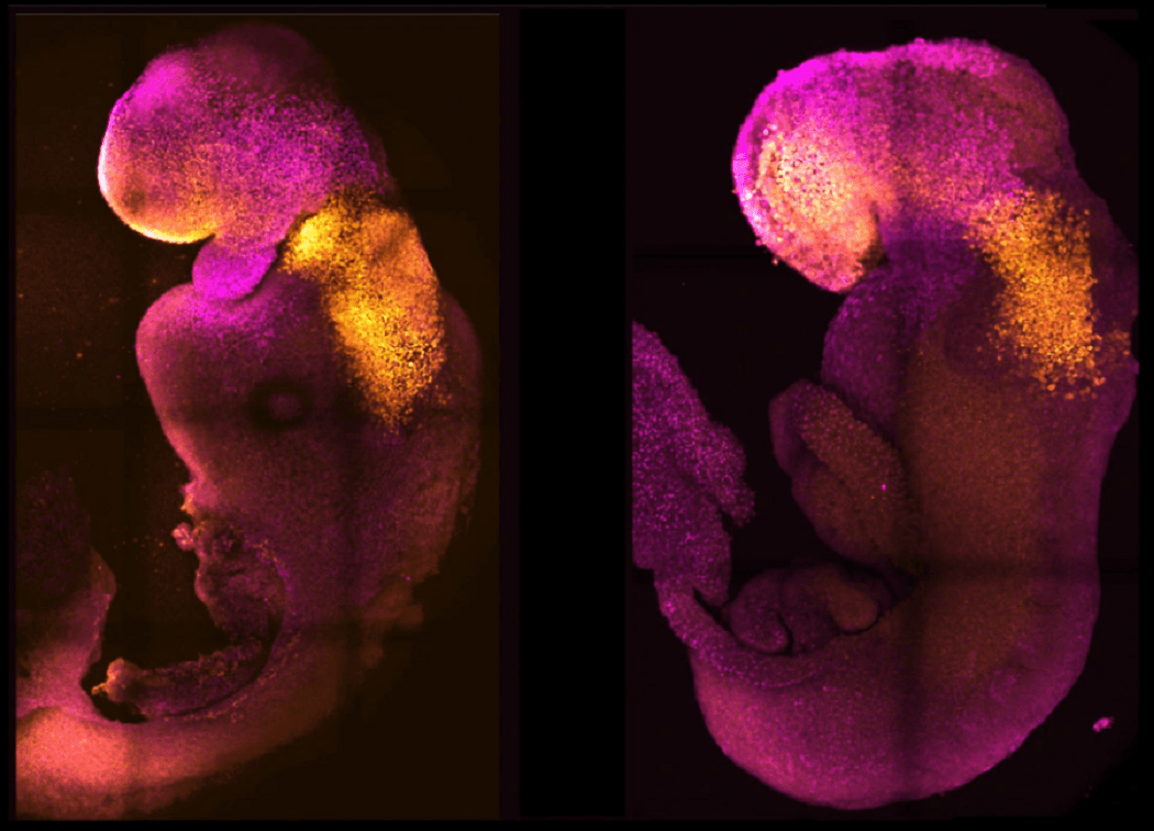 ساخت جنین مصنوعی موش بدون نیاز به اسپرم و لقاح تخمک