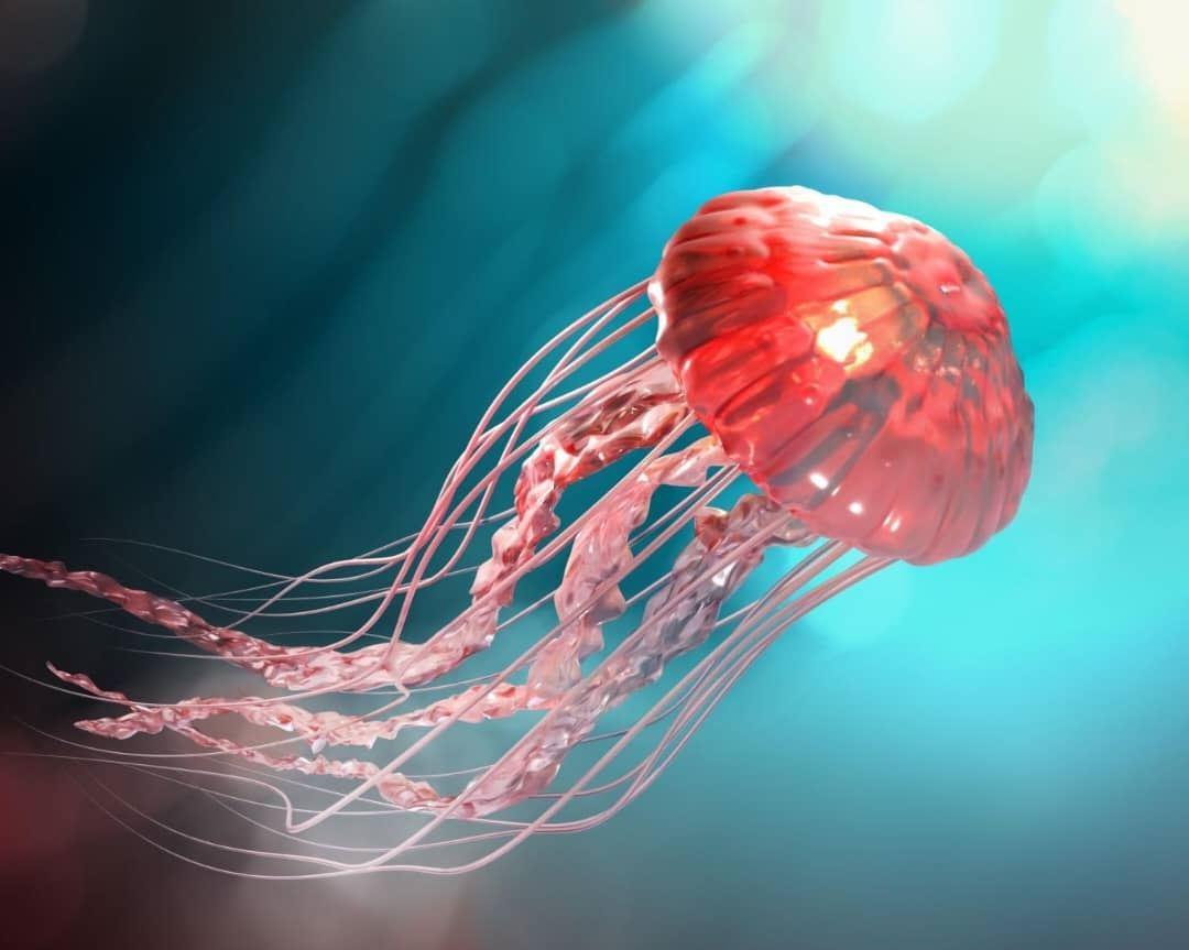 معکوس کردن روند پیری توسط یک عروس دریایی