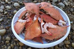 ساخت باتری با پوست خرچنگ!