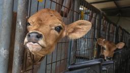 ادعای چین در شبیه‌سازی سه اَبَرگاو که سالانه 18 تن شیر تولید می‌کند