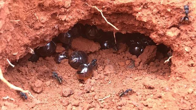 کشف جدید دانشمندان استرالیایی؛ تولید آنتی‌بیوتیک‌های جدید با شهد مورچه‌های عسلی