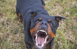 قطع شدن گوش یک زن معلول بر اثر حمله دو سگ در شمال کوئینزلند