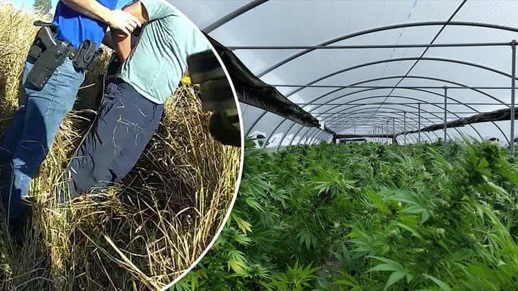 کشف گیاه شاهدانه به ارزش 60 میلیون دلار از یک باند تولید حشیش در کوئینزلند 
