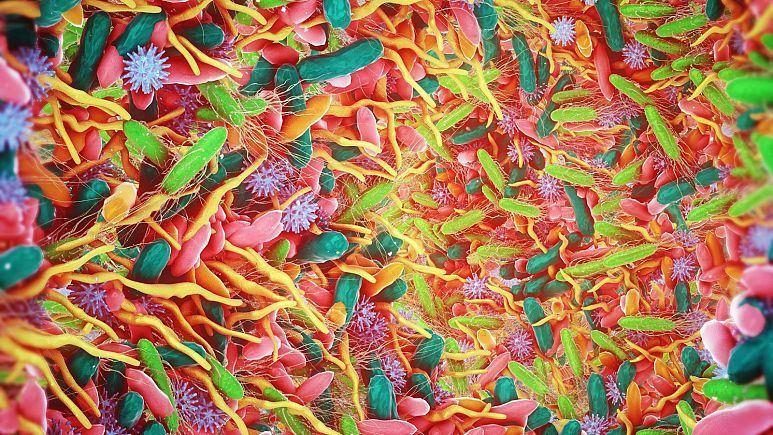 رابطه تسریع پیری با تعداد باکتری‌های روده