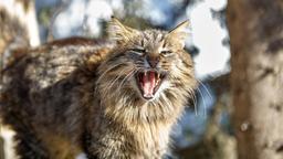 عزم دولت استرالیا برای ریشه‌کنی گربه‌های وحشی