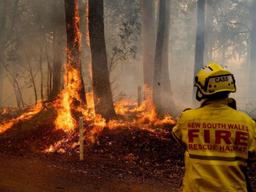 تشدید گرمای هوا و تعطیلی مدارس در ایالت نیوساوت‌ولز