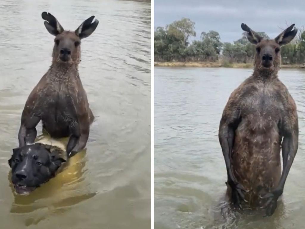 مبارزه با کانگوروی غول پیکر در ویکتوریا برای نجات یک سگ