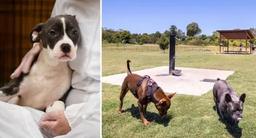 هشدار به دارندگان سگ در استرالیا در مورد یک ویروس بسیار مسری و خطرناک