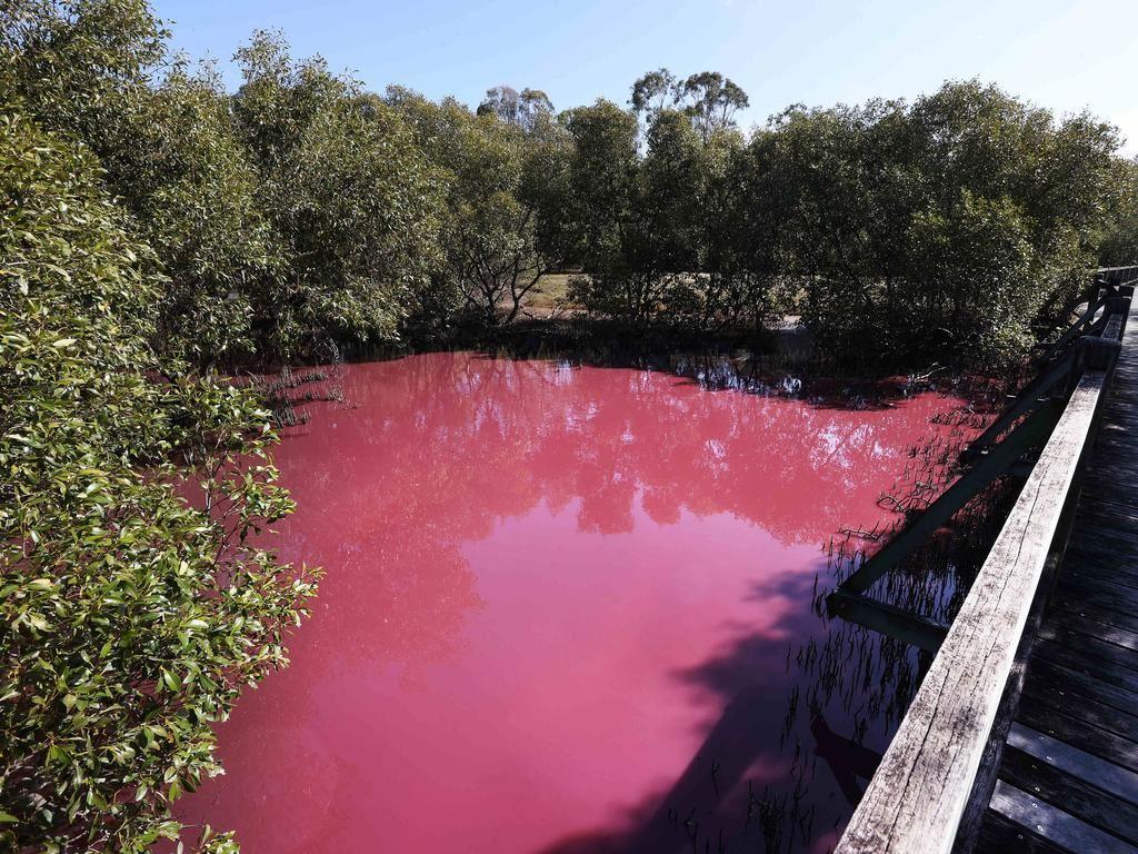 کشف راز حیرت‌انگیز صورتی شدن آب تالاب بوندال در ایالت کوئینزلند