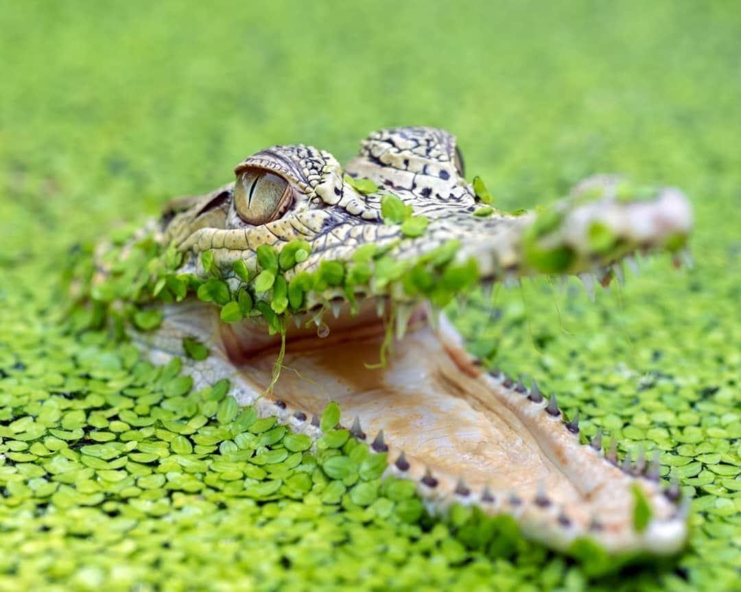 مرد استرالیایی با گاز گرفتن پلک تمساح خود را نجات داد