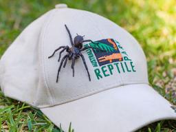 هرکول، بزرگ‌ترین عنکبوت قیفی مرگبار در استرالیا