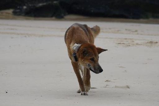 هشدار به گردشگرانی که به کیگاری در کوئینزلند سفر می‌کنند