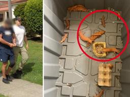 متلاشی شدن باند قاچاق خزندگان بومی استرالیا