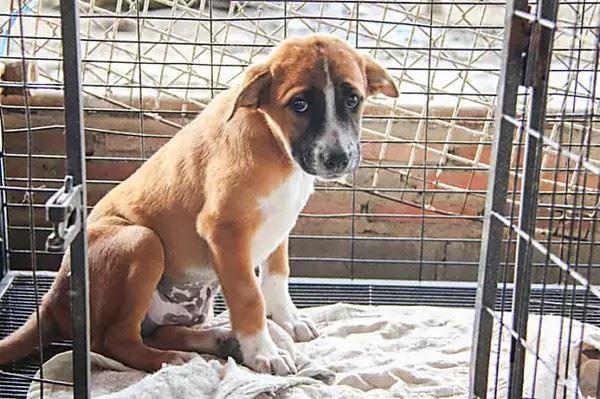 امید به زندگی در میان کدام نژاد از سگ‌ها بیشتر و در کدام‌یک کمتر است؟