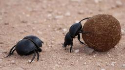 رو به انقراض بودن۴۰ درصد از حشرات، بی‌اهمیت است؟