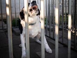 مقررات نگهداری از سگ در ایالت کوئینزلند، سختگیرانه می‌شود