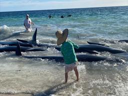 ده‌ها نهنگ خلبان در آب‌های کم عمق جنوب استرالیای غربی به گل نشستند