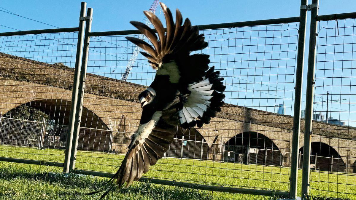 زاغ‌های زورگو ضریب هوشی کمتری دارند 