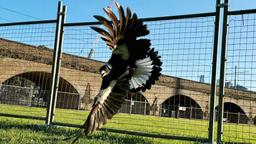 زاغ‌های زورگو ضریب هوشی کمتری دارند 