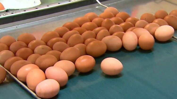 فروش تخم مرغ در فروشگاه‌ زنجیره‌ای کولز استرالیا سهمیه‌بندی شد!