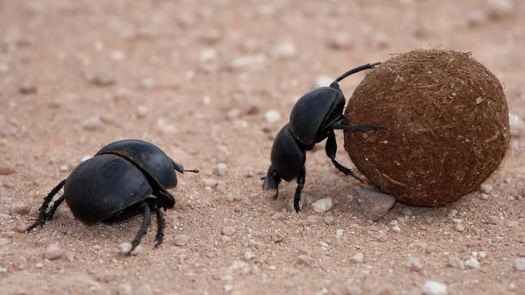 قوی‌ترین موجود زنده در کره زمین کدام است؟