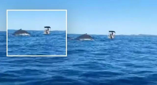 یک ماهیگیر کوئینزلندی از سیلی دم نهنگ جان سالم بدر برد!